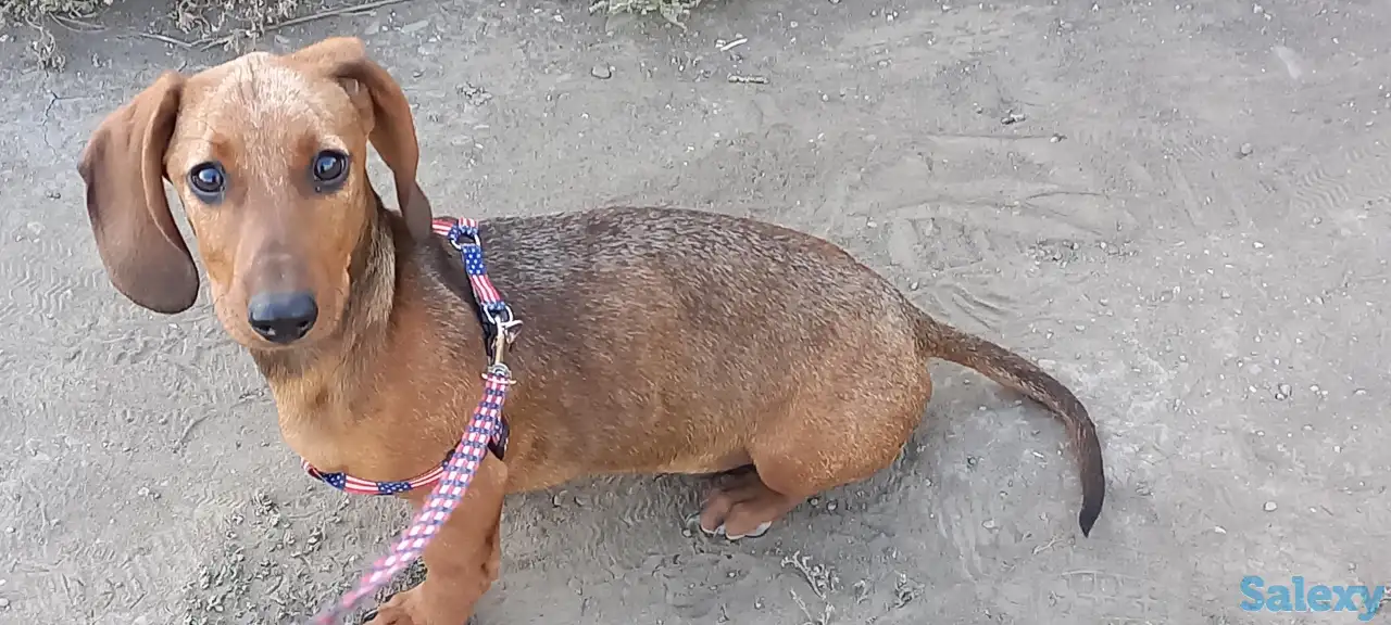 Продам щенка таксы, фотография 2