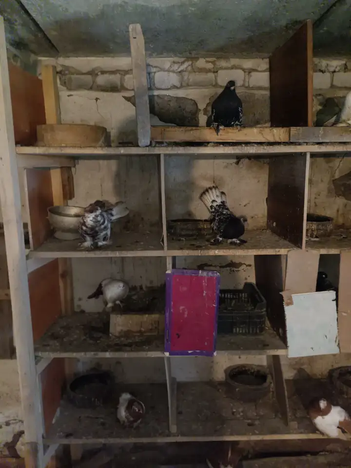 Голуби, фотография 2