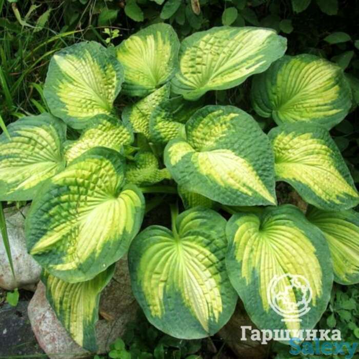 Хоста аллигатор алле (м), фотография 1