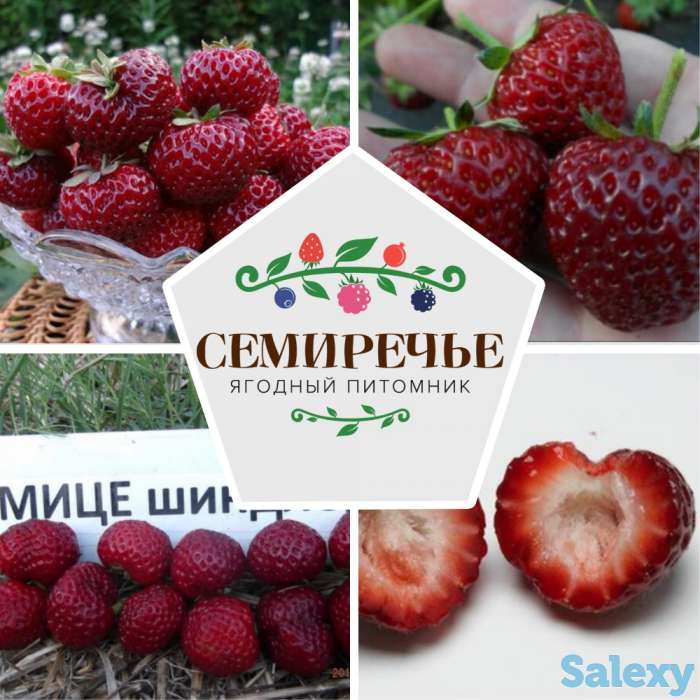 Рассада клубники 