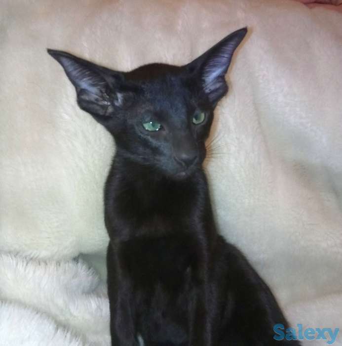 Ориентальные котята, фотография 1