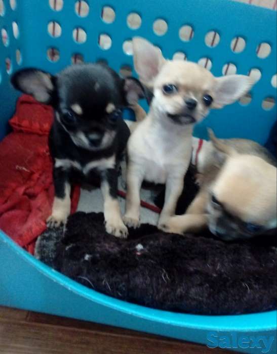 Щенки чихуахуа,девочки., фотография 3