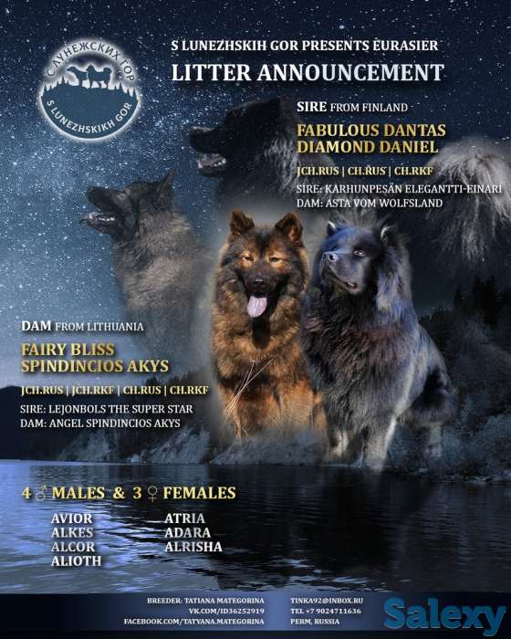 Щенки евразиера, фотография 1