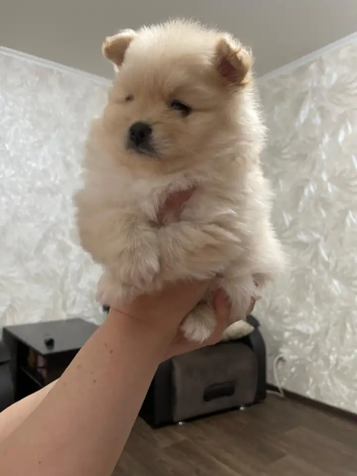 Щенки шпица, фотография 2