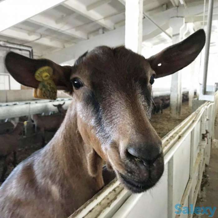 Племенные козы Альпийской породы (скот из Европы класса Элита и Элита Рекорд), фотография 1