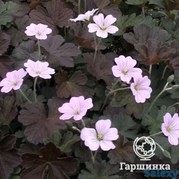 Герань садовая даски круг, фотография 1