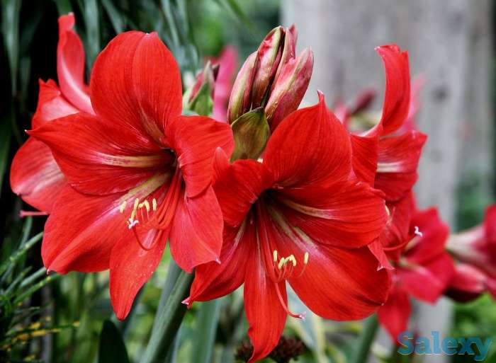 продам комнатные цветы, фотография 1