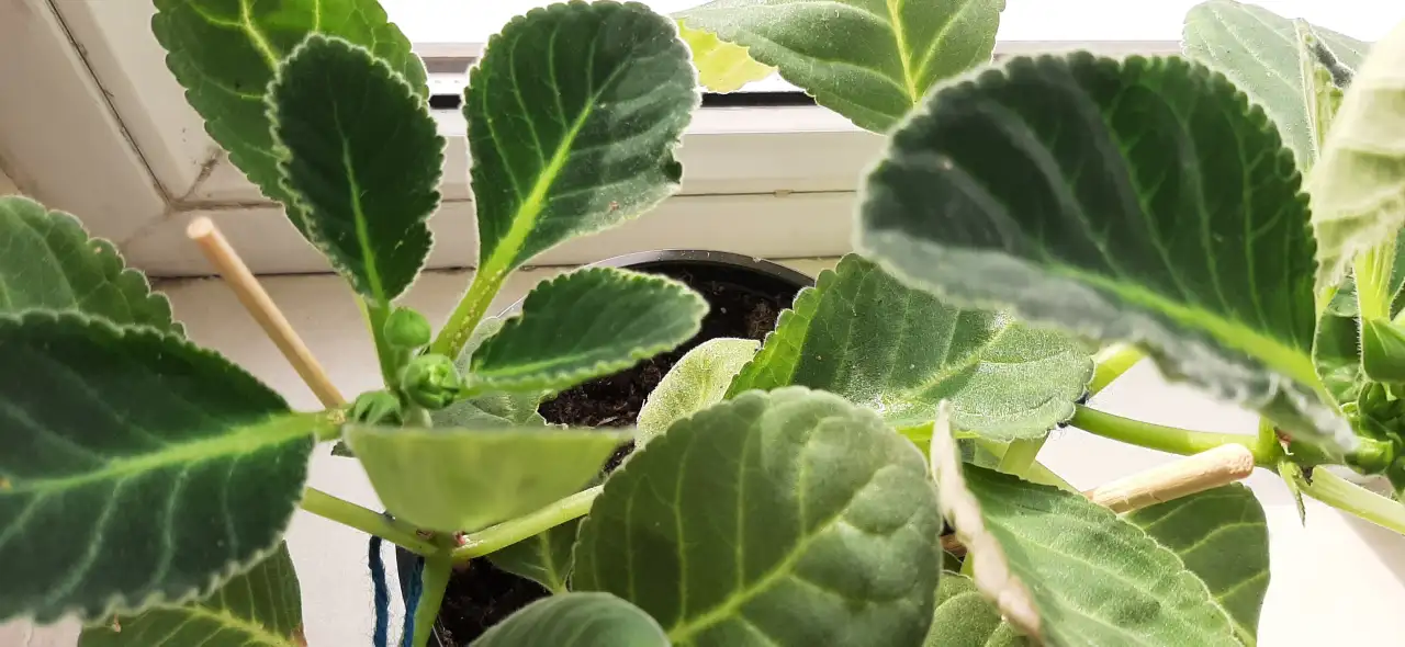 Продам цветы дешево, фотография 10