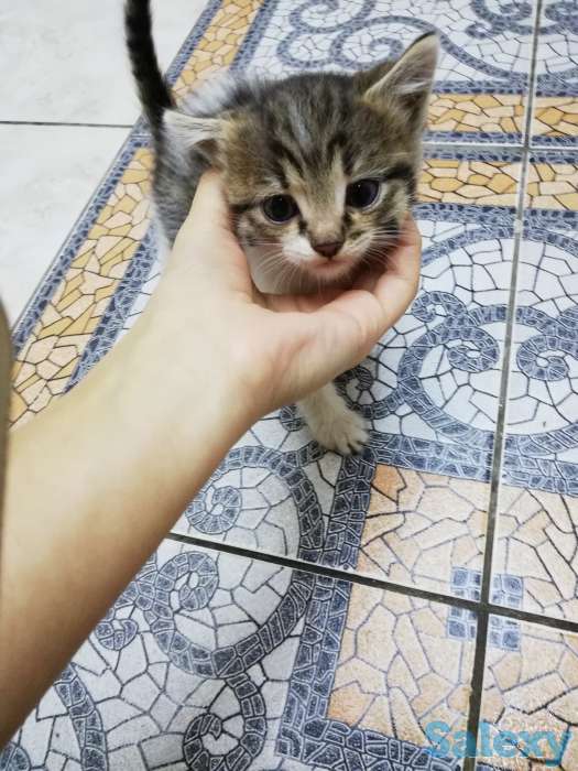 Котята, фотография 3