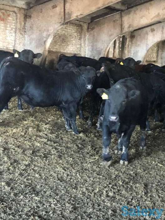 Продам телят бычков коров Ангус сементал герефорд мал, фотография 4