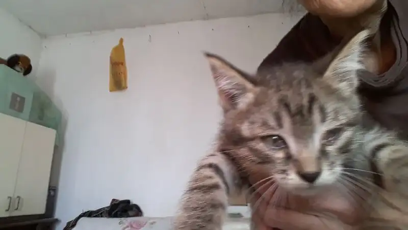 Пушистый дружочек, фотография 3