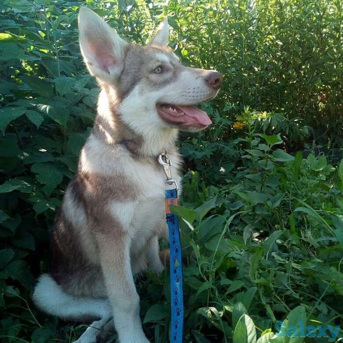Щенки собаки Сарлоса (Saarloos Wolfdogs), фотография 8