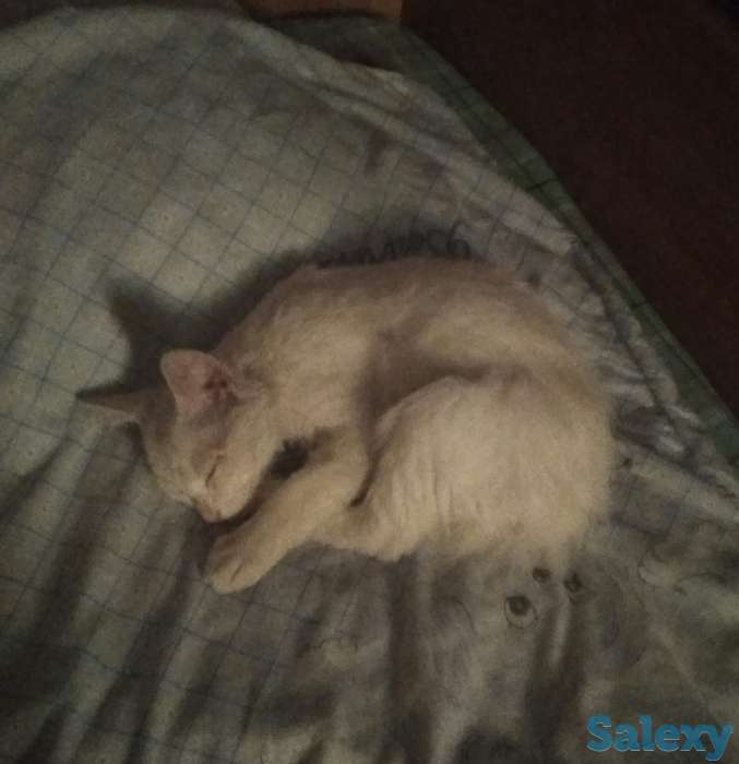 Отдам котёнка, фотография 3