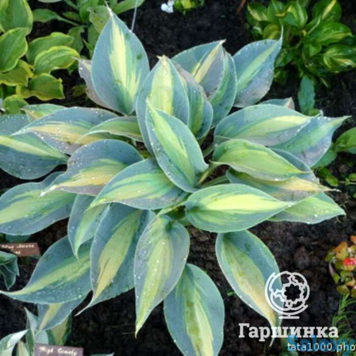 Хоста гранд маркью (m), фотография 1