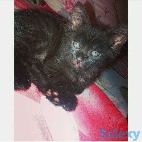 Отдаю котят к добрые руки, фотография 1