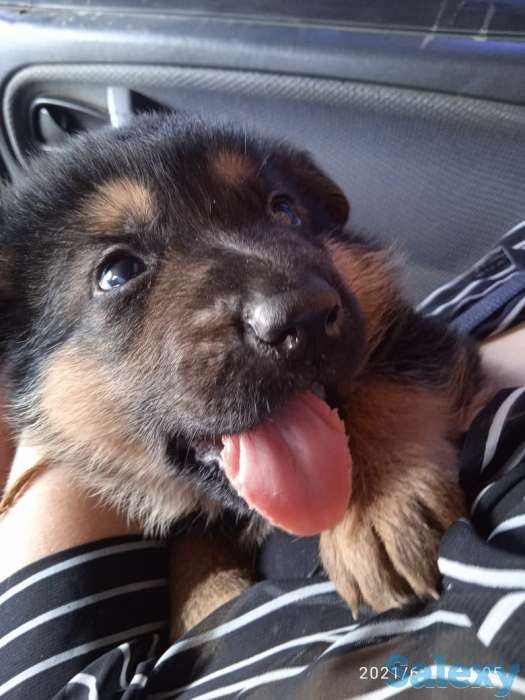 Щенки немецкой овчарки, фотография 2