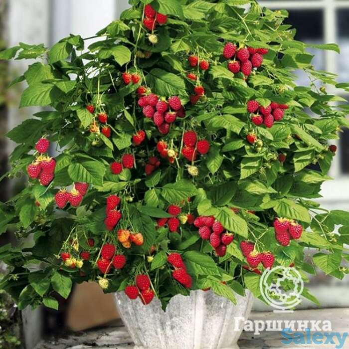 Малина карликовая руби бьюти, фотография 1