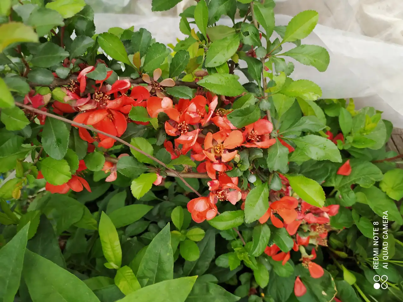 Продается дача. По КВ47 ниже поселка Кендала . 6 сот. Дом 60 кв м., фотография 12