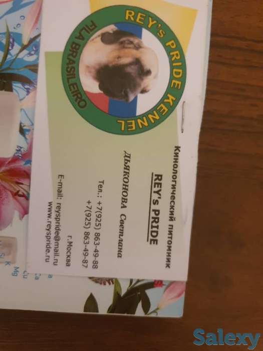 Бразильский мастиф, фотография 4