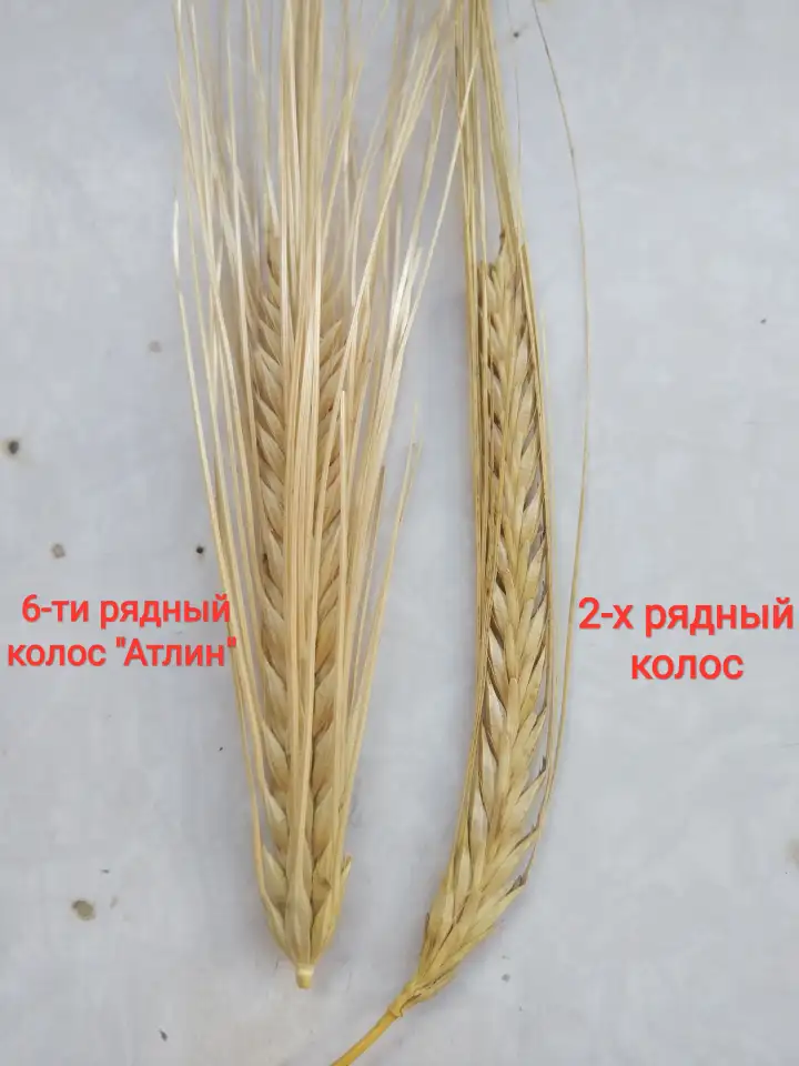 Продаю Ячмень Сорт Атлин Канадский В Меркенском районе, фотография 14