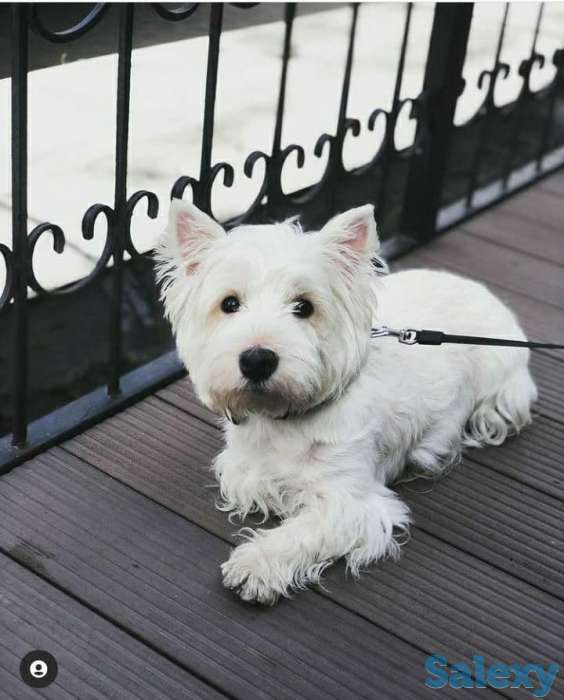 Вест Хайленд Уайт Терьер щенок, фотография 4