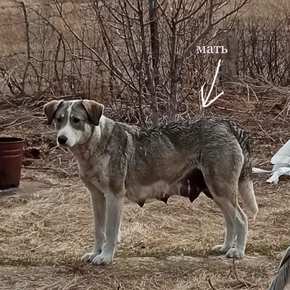 Отдам щенят, фотография 8