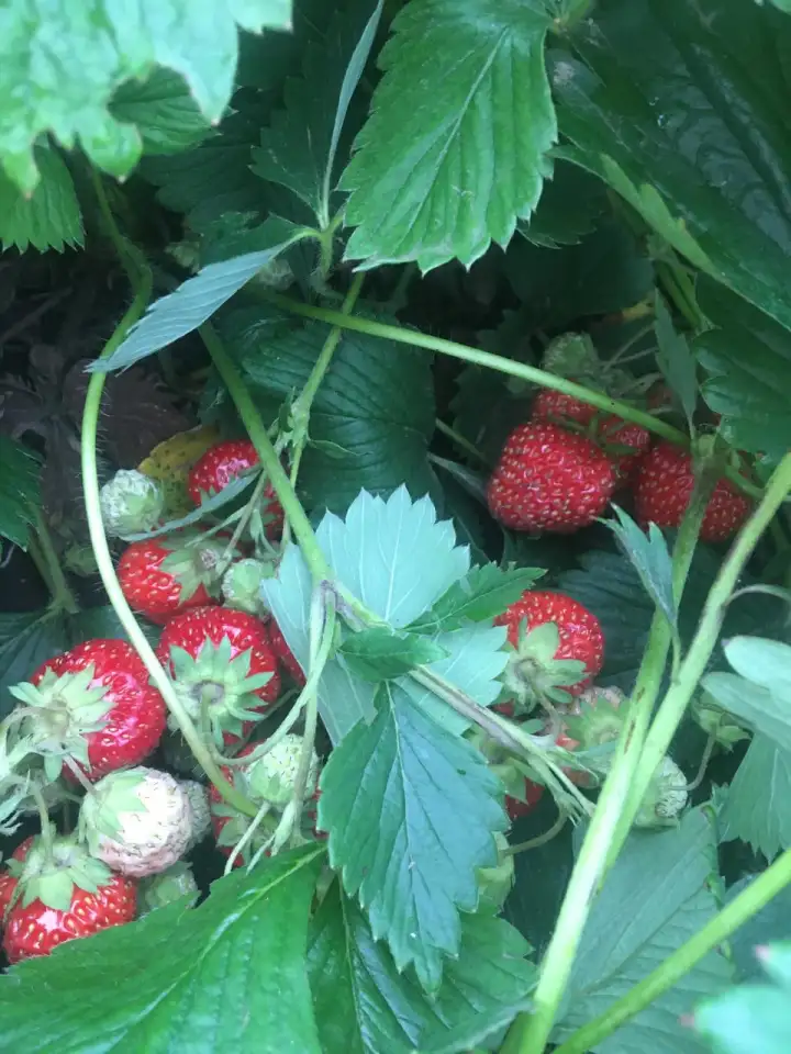 Продается дача, фотография 5