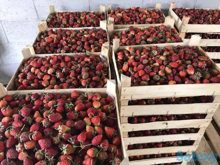 Свежая клубника оптом, фотография 6