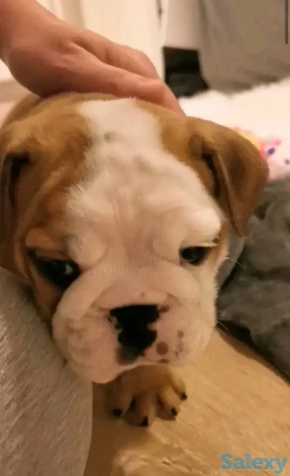 Здоровый красивый щенок английского бульдога, фотография 1