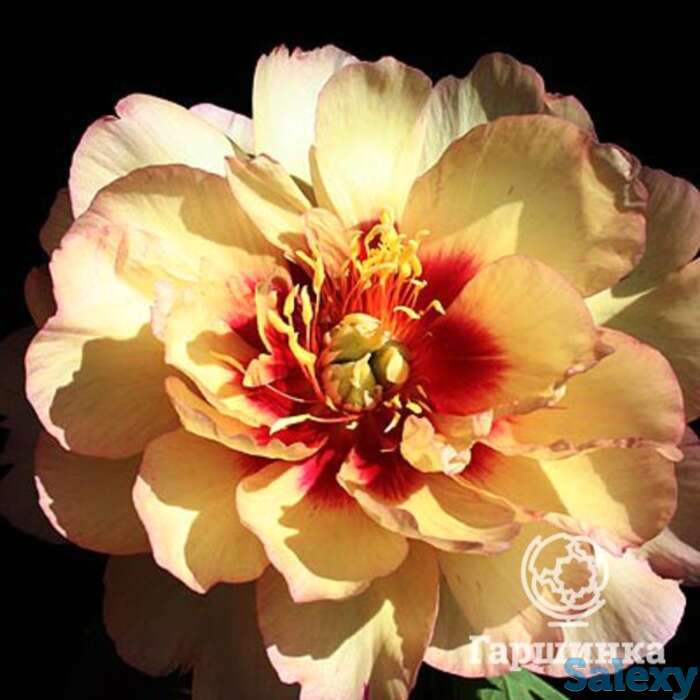 Пион-ито кэллис мемори, фотография 1