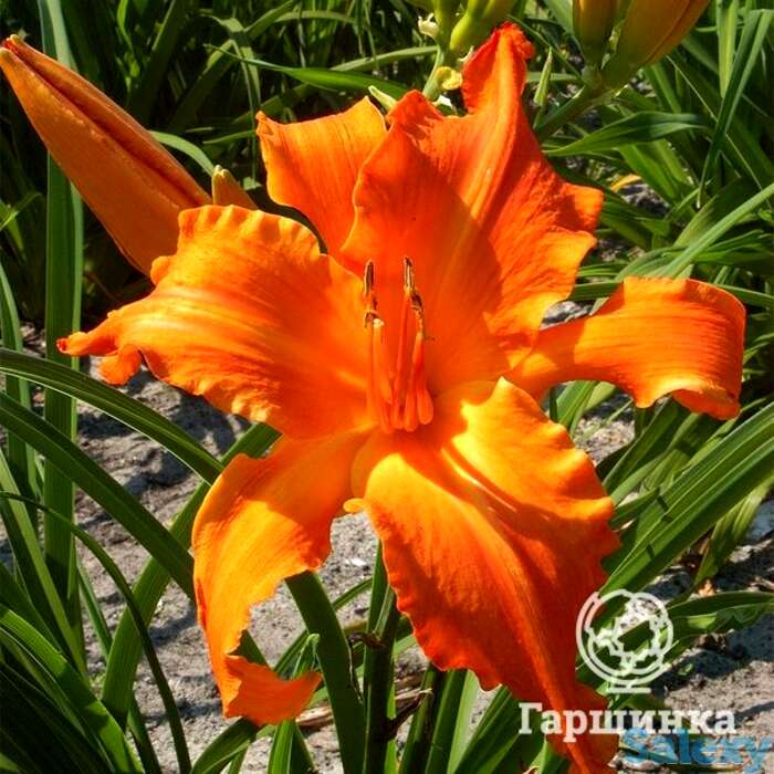 Лилейник праймал скрим, фотография 1