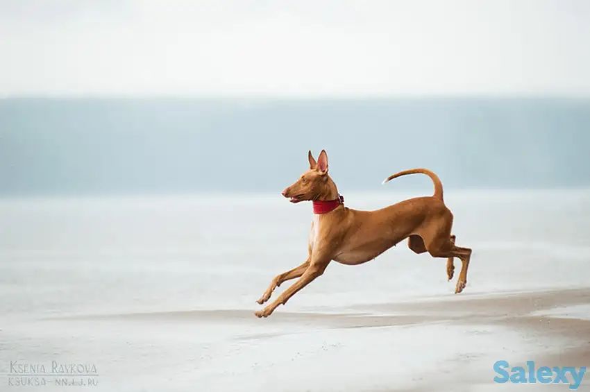 Фараонова собака щенки, фотография 3