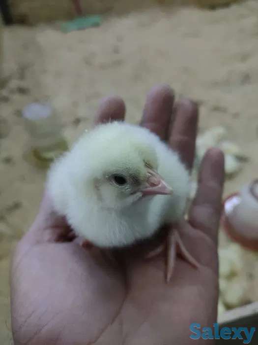 Продам цыплят бройлера. Цыплята Бройлерные Арбор Айкрес, Кобб 500. Суточные., фотография 1