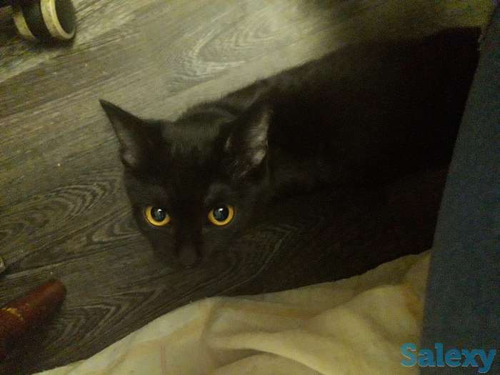 Отдам, фотография 2