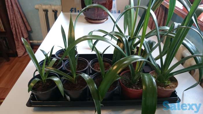 Агава латиноамериканская Сансевьера Ханни, фотография 3