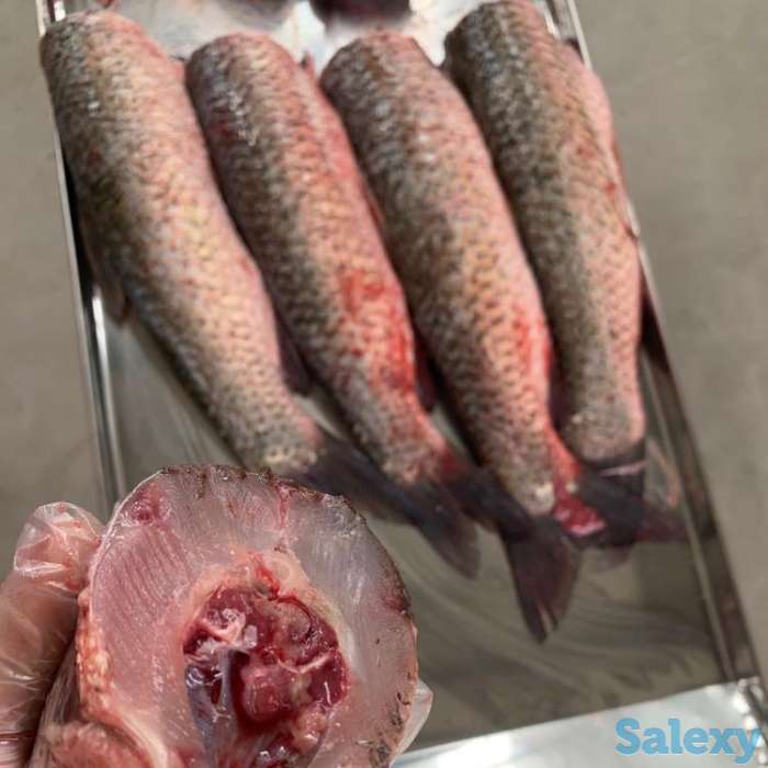 Машина и оборудование для обезглавливания рыбы, машина для удаления головы рыбы, фотография 3