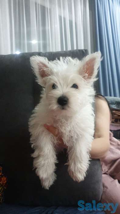 Вест Хайленд Уайт Терьер щенок, фотография 1