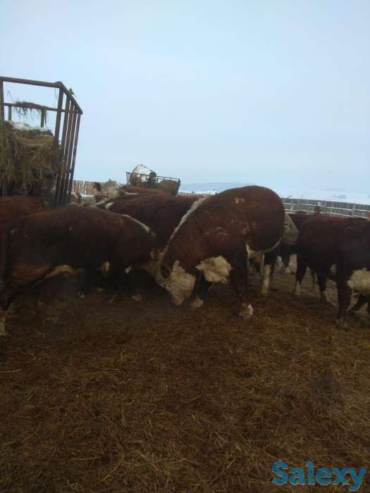 Продам КРС, Коров, Быков, Телок, Телят, фотография 8