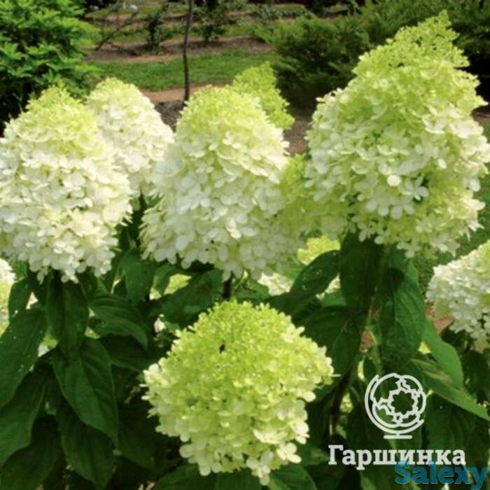 Гортензия лаймлайт, фотография 1