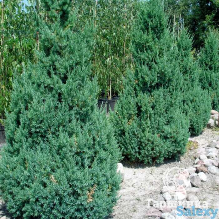 Можжевельник китайский стрикта, фотография 1
