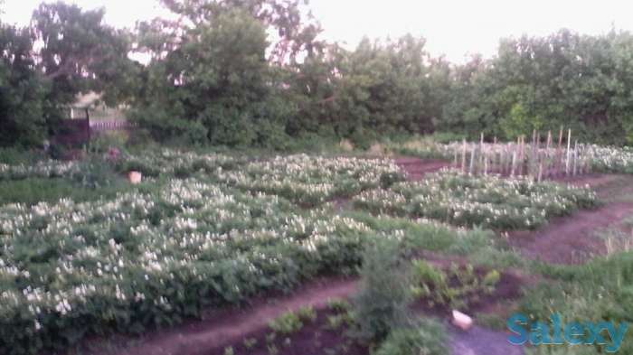 Продам таёжную землянику крупноплодная!привезена, фотография 6