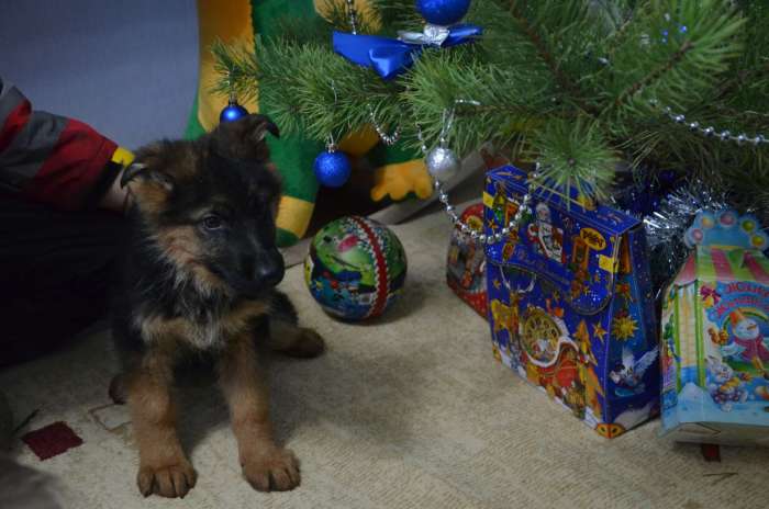 Щенки немецкой овчарки , фотография 3