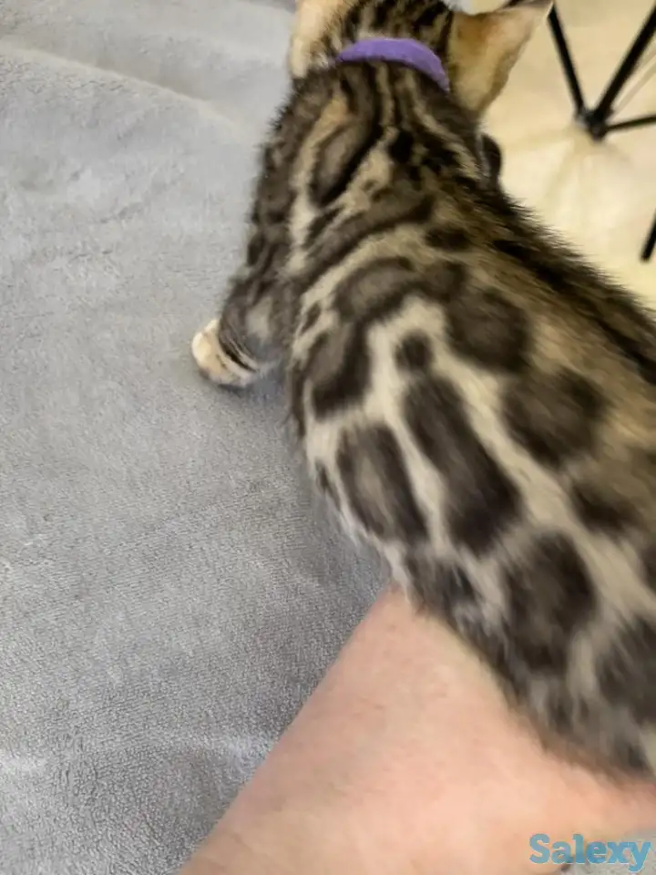 Бенгальские котята., фотография 4