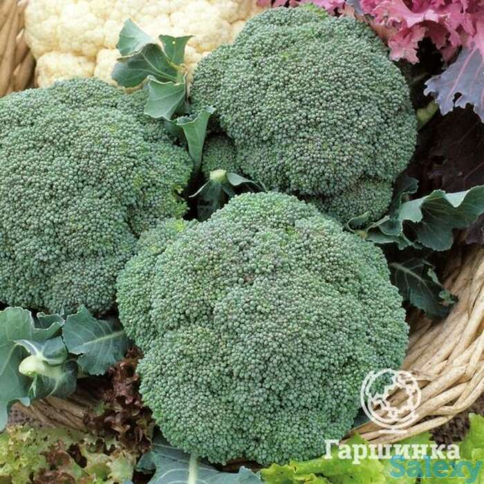 Семена Капуста брокколи Грин Мэджик F1 15шт, фотография 1