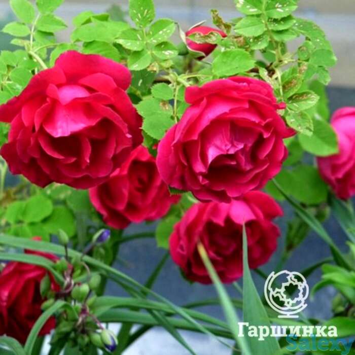 Роза кутберт грант канадская парковая п/с, фотография 1