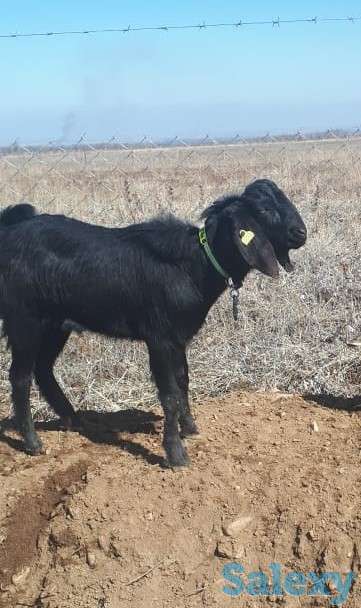 Осеменение. Молочные породы. Козы., фотография 5