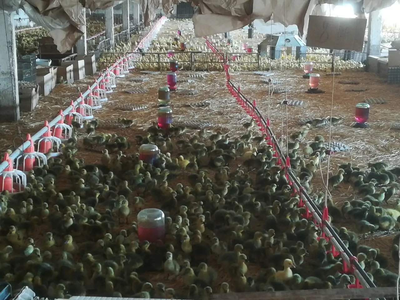 Продам утят и гусят, фотография 1