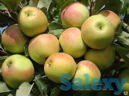 Саженец яблони Заря Алатау ММ 106, фотография 1