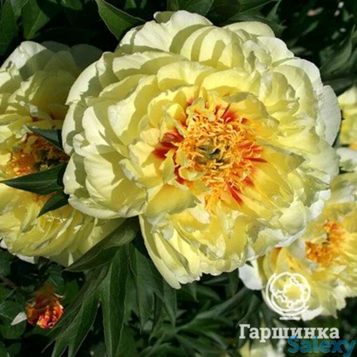 Пион-ито бартазелла, фотография 1