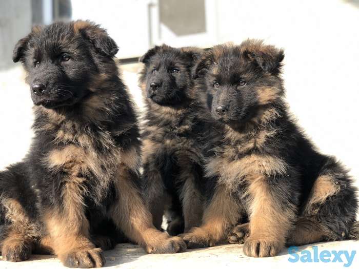 Продаём щенков немецкой овчарки, фотография 5